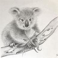 Image result for Koala Bear Sketches