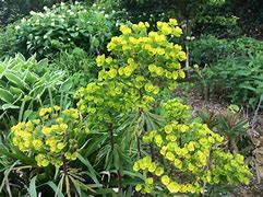 Image result for Euphorbia Charam ® (REDWING)