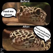 Image result for Funny Gecko Memes