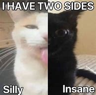 Image result for Silly Cat Sillicate