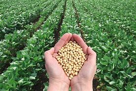 Image result for Roundup Ready Soybeans GMO