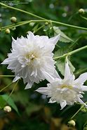 Image result for Dahlia Imperialis zaailing wit