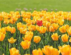Image result for Flowers in the Netherlands with Many Petals