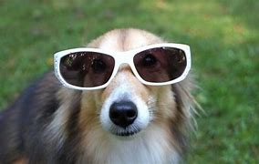 Image result for Ugly Dog Wearing Glasses