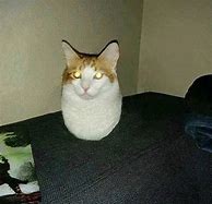 Image result for Bad Quality Cat