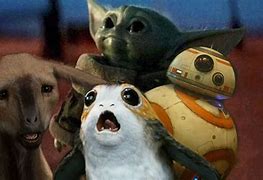 Image result for Cutest Star Wars Animal Meme