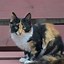 Image result for High Breed Cat