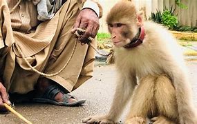 Image result for Pakistan Monkey