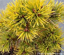 Image result for Pinus mugo Ophir