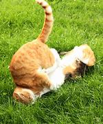 Image result for Cat Face Plant