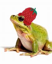 Image result for Frogs with Hats's