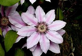 Image result for Clematis Colors