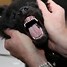 Image result for Lab Puppy Teething