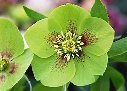 Image result for Light Bloom Green Scrren