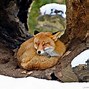 Image result for FireFox Animal