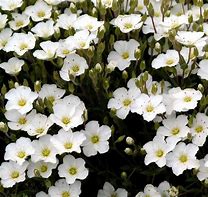 Image result for Arenaria montana