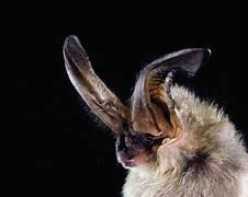 Image result for NorCal Bats