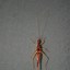 Image result for House Cricket Nymph