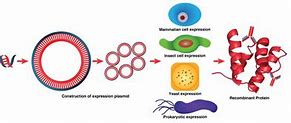 Image result for Recombinant Protein Production