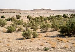 Image result for Dry Desert Plants