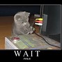 Image result for Week Day Cat Memes