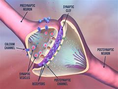 Image result for Chemical Synaptic Transmission