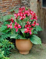 Image result for Canna Pink and Roses