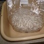 Image result for All in One Mushroom Grow Bag