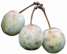 Image result for Green Crab Apple Tree