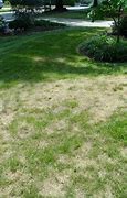 Image result for Dead Moss Lawn