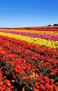 Image result for Famous Flower Field