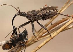 Image result for Bug Food Chain