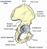 Image result for Ilium Bone