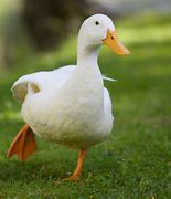 Image result for Duck Nails