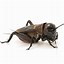 Image result for Big Cricket Species