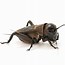 Image result for Types of Crickets in Costa Rica