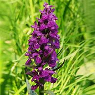 Image result for Dactylorhiza majalis