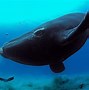 Image result for Biggest Whale On Earth