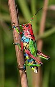 Image result for Colorful Grasshopper