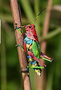 Image result for Cool Grasshopper