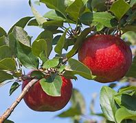 Image result for Apple WA