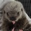 Image result for Otter Eating Watermelon