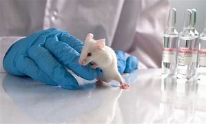 Image result for Animal Testing No More Experiments