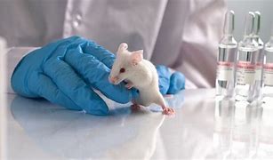 Image result for Animal Testing On Cats