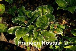 Image result for Hosta Lakeside Prophecy Fulfilled