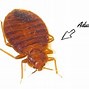 Image result for Large Bed Bugs