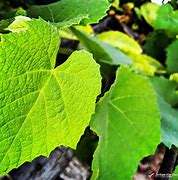 Image result for Grape Vine Leaves