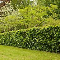 Image result for Hornbeam Hedge