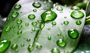Image result for Green Leaf Water