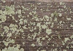 Image result for Moss Wood Texture